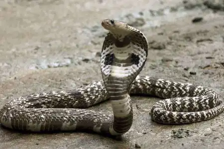 No Tarô Cigano a carta traição é representada por uma serpente.