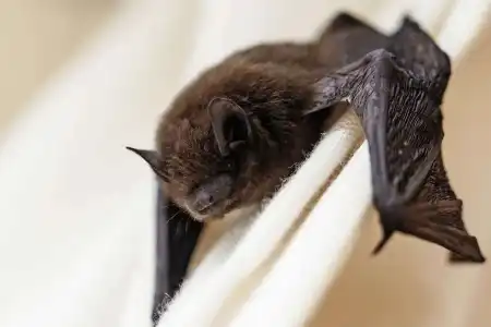 Sonhar com morcego, trata-se de um sonho de péssimo agouro, porque o morcego sugere morte, desconfiança.